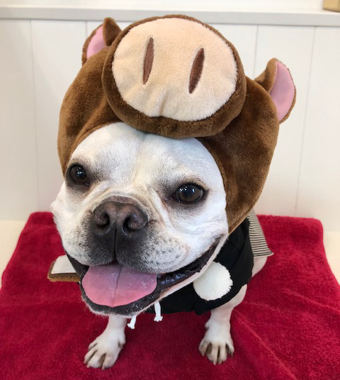 コタロー KOKODOG&KOKOPEL MANAのマスコット
